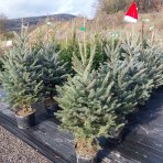 Smrek pichľavý (Picea pungens) ´GLAUCA´ – výška 120-170 cm, kont. C20L